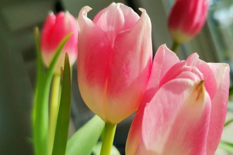 Fastenzeit alkoholfrei